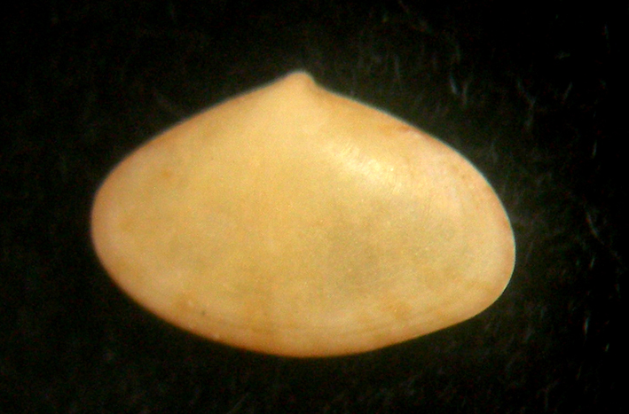 Ervilia  castanea